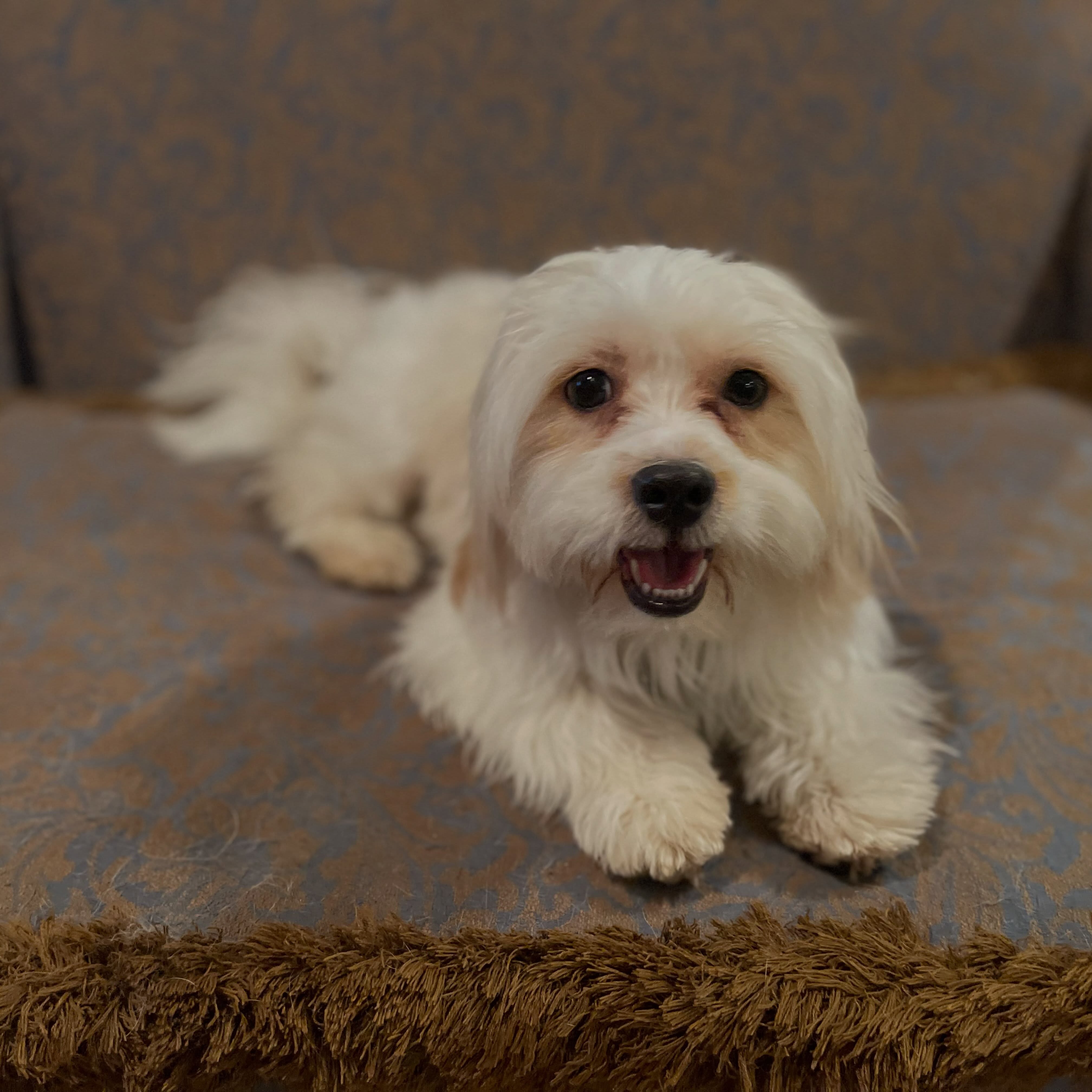 Jerry, a Lucky Spot rescue dog featured on September 27, smiling on a rug