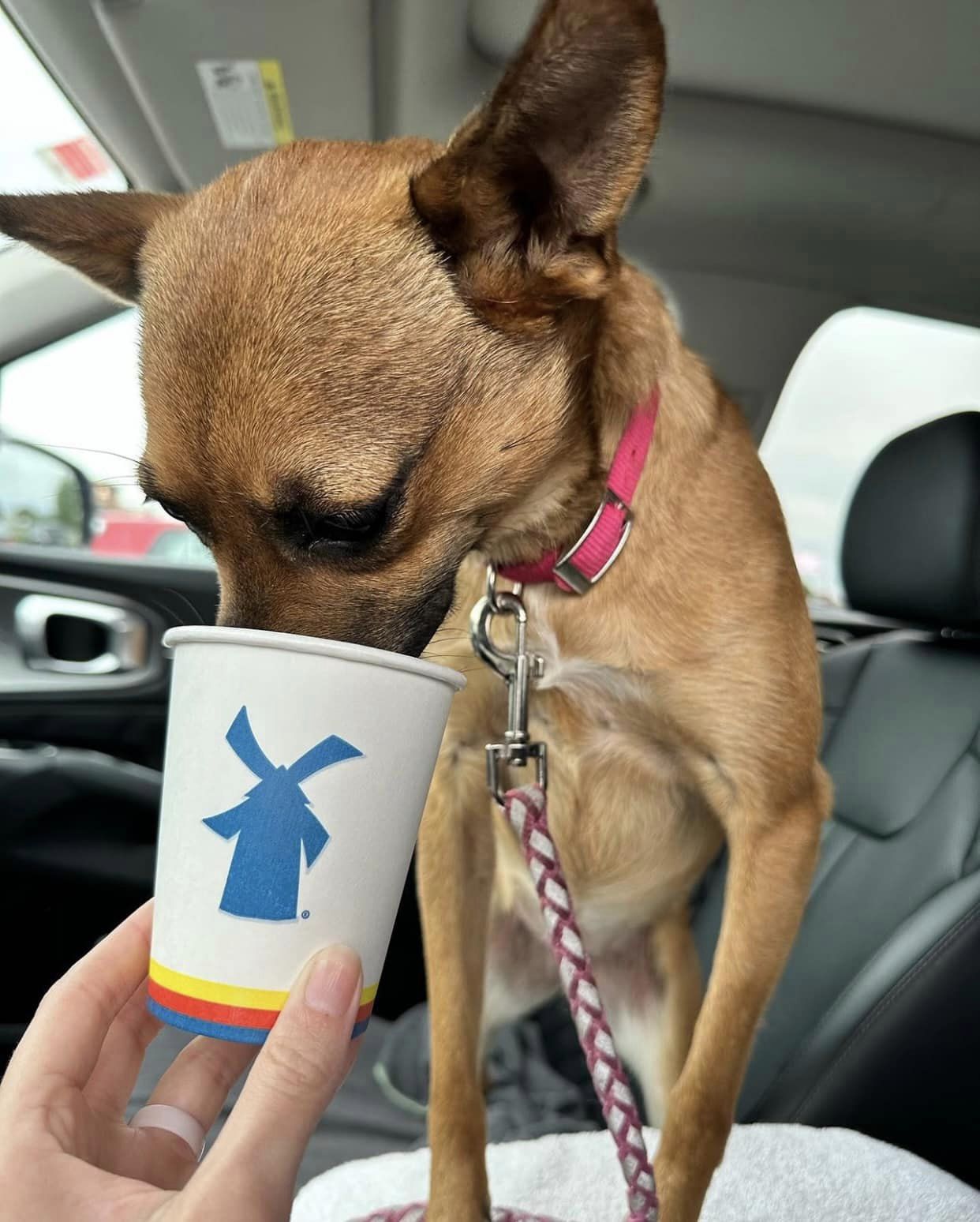 Tink enjoying a treat during a car ride